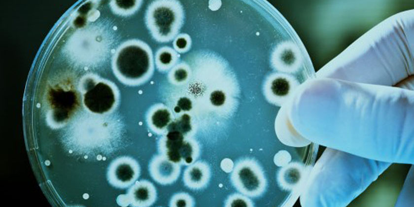 Mikrobiologjia Molekulare