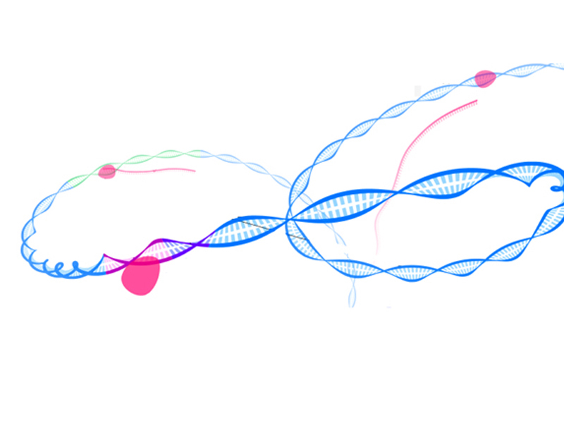 WES (Exome Sequencing)